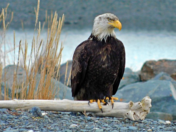 Dudiak Bald Eagle  by 151 West